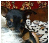 Щенки русского гладкошерстного той терьера 2260514 Русский той-терьер фото в Минске