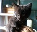Изображение в Домашние животные Отдам даром Отдам котят в хорошие руки!Родились 11 сентября. в Улан-Удэ 0