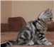Шотландские вислоухие и прямоухие котята,  Окрас: черный мрамор на серебре, черный мрамор на золоте 69461  фото в Москве