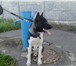 Изображение в Домашние животные Вязка собак 1 год 5 мес. в Нижнем Новгороде 1 000