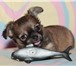 Продаются миниатюрные щенки чихуахуа от титулованных родителей (отец - ЮЧР, ЧР, мать – САС, ЛС), 64962  фото в Москве
