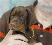 Продам щенков породы добермана чп, кп окраса (дата рождения - 18 февраля 2010 года) в поселке Вой 64711  фото в Владимире