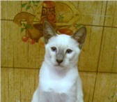 Великолепные сиамские котята кошечки 139369  фото в Калуге