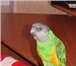 Foto в Домашние животные Птички Продаю синегальских попугаев,   они обучаемы в Санкт-Петербурге 10 000
