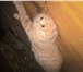 Foto в Домашние животные Вязка Опытный котик приглашает на вязку.Родословный. в Орле 2 000