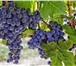 Изображение в Работа Вакансии Сборщик винограда требуются на сбор урожая в Чебоксарах 90 000