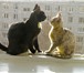 Фотография в Домашние животные Приму в дар Очаровательные гладкошерстные котята, мальчик в Москве 0