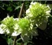 Фотография в Домашние животные Растения Клематис – это многолетняя, обильно и длительно в Краснодаре 150