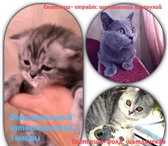 Продам котят Шотландской породы девочки 1384942 Скоттиш фолд фото в Екатеринбурге