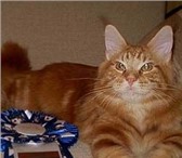 Отдам за символическую плату кота породы МЕЙН КУН, Возраст 2 года, окрас красный мрам 69683  фото в Владимире