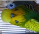 Продаются выставочные волнистые попугаи 