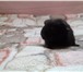 Фото в Домашние животные Грызуны продам черного мальчика породы крестет в Москве 1 500