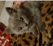 Foto в Домашние животные Вязка Приглашаем на вязку любую привитую кошечку в Москве 2 000