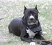 Фотография в Домашние животные Вязка собак Стаффордширский терьер для вязки чёрный окрас.Очень в Челябинске 0