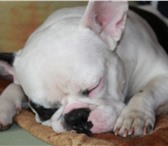 Изображение в Домашние животные Вязка собак французский бульдог, 2 года, мальчик, без в Дзержинске 0