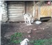 Изображение в Домашние животные Отдам даром Отдается щенок в хорошие, любящие и заботливые в Нижнекамске 0