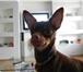 Фотография в Домашние животные Вязка собак Русский  той-терьер(гладкошер стный,окрас в Сыктывкаре 0