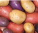 Foto в Прочее,  разное Разное Картофель свежий урожай,овощи борщевого набора, в Москве 11