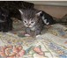 Фотография в Домашние животные Отдам даром Отдаю котят в хорошие руки, возраст 1,5 месяца, в Тамбове 0