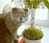 Изображение в Домашние животные Вязка Ищу шотландскую прямоухую кошку для вязки в Нижнем Тагиле 0