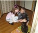 Foto в Домашние животные Вязка собак Предлагаю кобеля шарпея для вязки,прививки в Архангельске 0