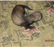 Фотография в Домашние животные Другие животные Маленькие хорята ищут хозяев. В конце июля в Владимире 2 000