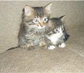 Отдам в добрые руки котят 203773  фото в Москве