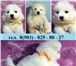Продам белоснежных щеночков самоедской лайки 3455228 Самоедская лайка фото в Архангельске