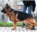 Продам щенков немецкой овчарки 1008584 Немецкая овчарка фото в Краснодаре