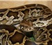 Изображение в Домашние животные Другие животные Краснодарский питомник рептилий и экзотических в Санкт-Петербурге 3 000