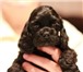 Продаются щенки американского кокер-спаниеля: очаровательные мальчики и девочки черного и палевого 68379  фото в Москве