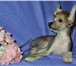 Племенной питомник «Поколение Звезд» предлагает малышей Китайской хохлатой собаки,  У нас даже самый 65809  фото в Москве