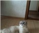 Фотография в Домашние животные Вязка Шотландский вислоухий кот с родословной приглашает в Тамбове 2 000