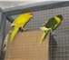 Foto в Домашние животные Птички Продам оптом папугаев: Какарики, зебровые в Краснодаре 0