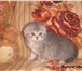 Шотландские котята редких окрасов 1748339 Скоттиш фолд короткошерстная фото в Барнауле