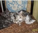 Продаются британские котята 4000096 Британская короткошерстная фото в Серпухове