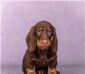 Щенки таксы - питомник такс 5231414 Такса фото в Москве