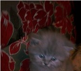 Котята британской вислоухой 4378546 Британская короткошерстная фото в Твери