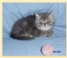 Продаю экзотических короткошерстных котят современного типа – котики, окрас голубой мрамор и голуб 69010  фото в Москве