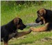 Фото в Прочее,  разное Разное Коррекция поведения любых собак. Работаем в Москве 650