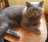 Фото в Домашние животные Вязка Предлагаем вязку на территории кота с опытным,красивым в Геленджик 1 500