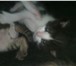 Фото в Домашние животные Отдам даром Отдам замечательных котят в добрые руки бесплатно. в Уфе 0