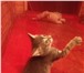 Фото в Домашние животные Отдам даром отдаю дымчатого котенка-мальчика,к лотку в Казани 0