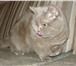 Фотография в Домашние животные Вязка Молодой британский кот лилового окраса без в Электростали 4 000