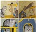 Foto в Домашние животные Вязка Британский вислоухий(мраморный) котик приглашает в Самаре 2 500