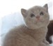 Фото в Домашние животные Другие животные Продаются Шотландские котята лилового окраса, в Пушкино 0