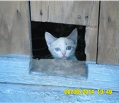 Изображение в Домашние животные Отдам даром Двое котят (девочки), которым очень нужен в Барнауле 0