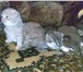 Продаю британских вислоухих котят, возраст - 3 недели, окрас - вискас, шоколад, лиловый; плюш 69559  фото в Самаре