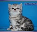 Шотландские котята мраморного окраса из питомника Daryacats 3859706 Скоттиш страйт фото в Москве