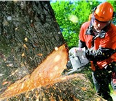 Foto в Строительство и ремонт Другие строительные услуги Выполняем следующие работы:Cпиливание деревьев в Новосибирске 1 000